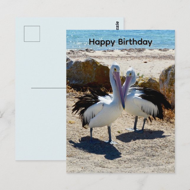 Pelicans In Love, Birthday Postcard (Front/Back)