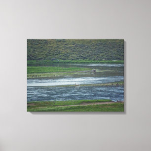 Pelicans Join the Geese Canvas Print