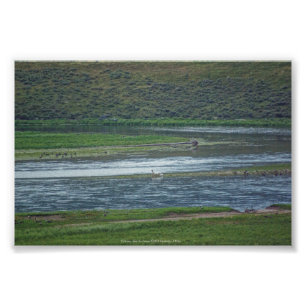 Pelicans Join the Geese Photo Print