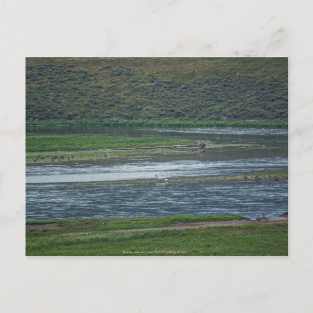 Pelicans Join the Geese Postcard (Front)