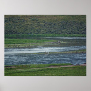 Pelicans Join the Geese Poster