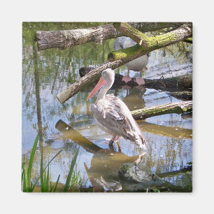PELICANS MAGNET