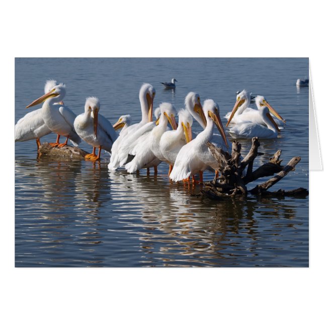 Pelicans Napping Card 5X7 (Front Horizontal)