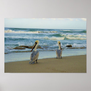 Pelicans on Jensen Beach in Florida Poster