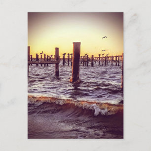 Pelicans over the Bay at sunset Postcard