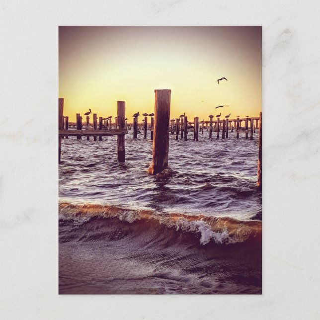 Pelicans over the Bay at sunset Postcard (Front)