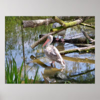 PELICANS