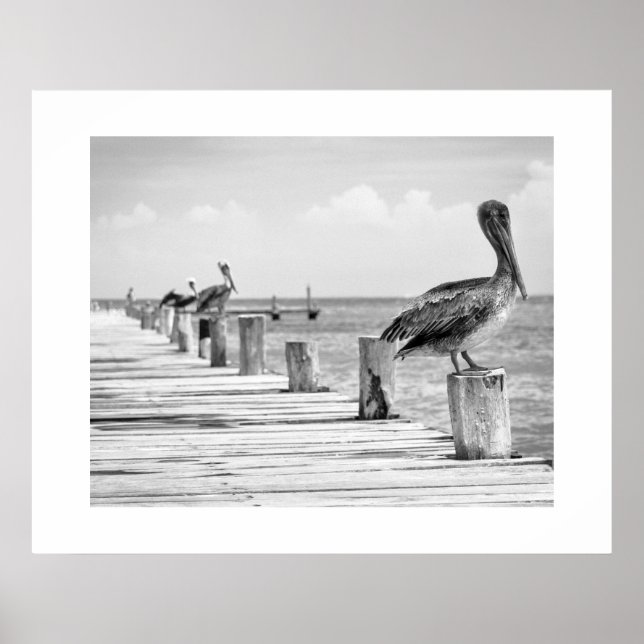 Pelicans Poster (Front)