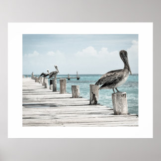 Pelicans Poster