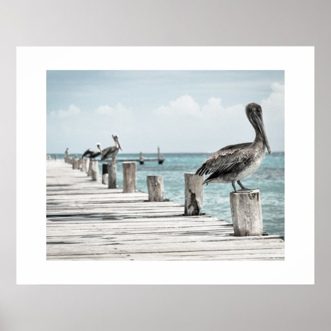 Pelicans Poster (Front)