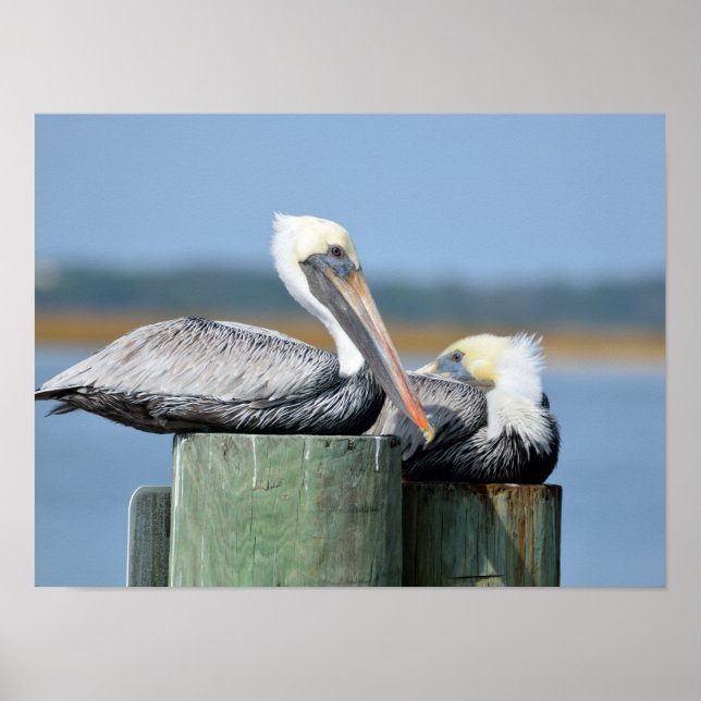 Pelicans resting on a pilling  poster (Front)