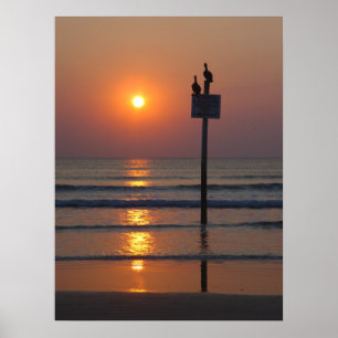 Pelicans Sunrise Ocean Daytona Beach FL Poster
