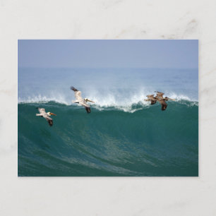 Pelicans Surfing Postcard