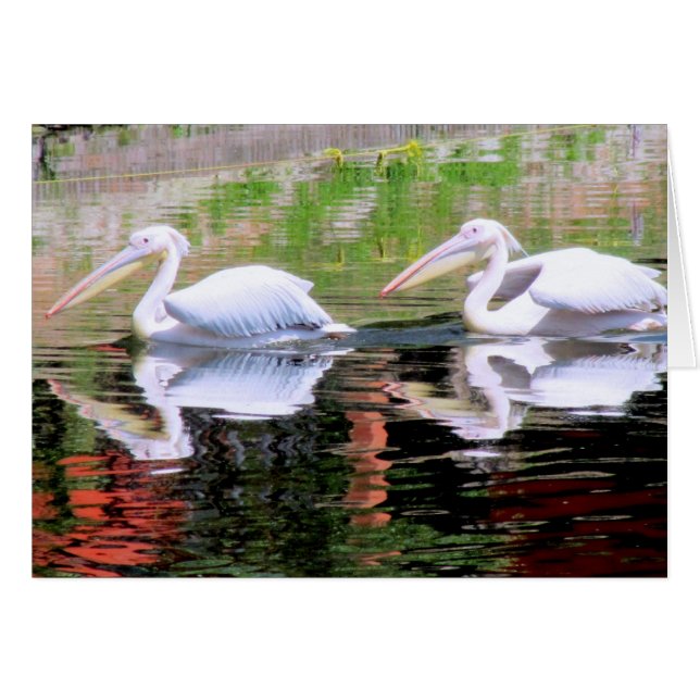 Pelicans Swimming in a Lake (Front Horizontal)