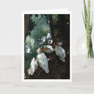 Pelicans Talking 1 -  Water colour - Greeting Card