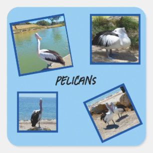 Pelicans The World Coolest Bird Four Photo Frames, Square Sticker