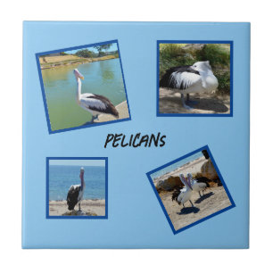 Pelicans The World Coolest Bird Four Photo Frames, Tile