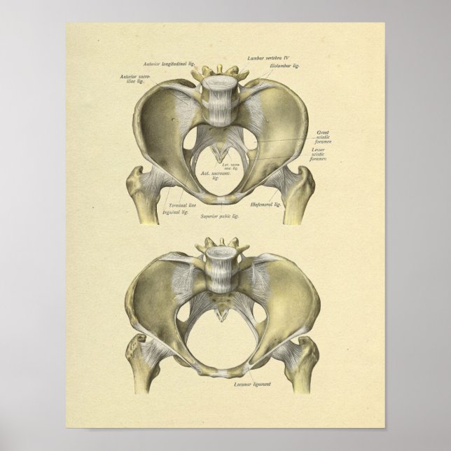Pelvis Lumbar Joint Anatomy Bones Print (Front)
