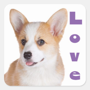 Pembroke Corgi Love Puppy Dog Lover Hello Square Sticker