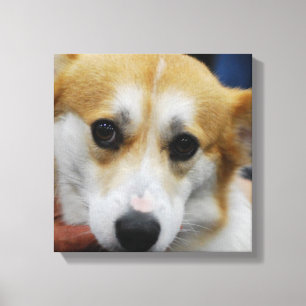 Pembroke Welsh Corgi Canvas Print