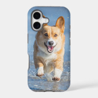 Pembroke Welsh Corgi Dog Running On The Beach