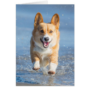 Pembroke Welsh Corgi Dog Running On The Beach