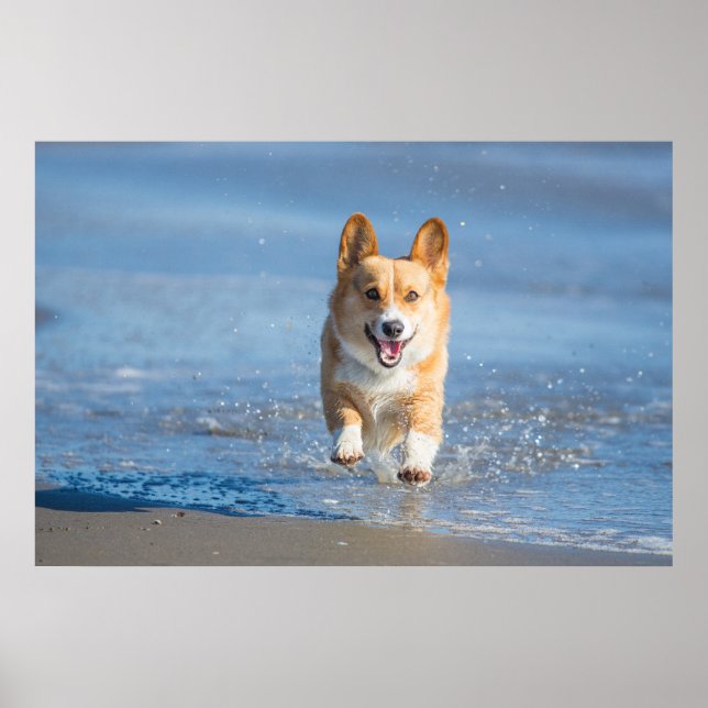 Pembroke Welsh Corgi Dog Running On The Beach Poster (Front)