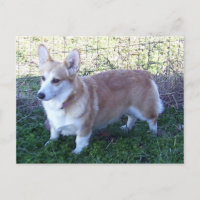 Pembroke Welsh Corgi