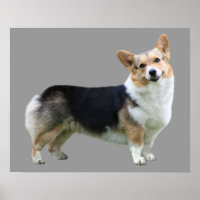 Pembroke Welsh Corgi Print