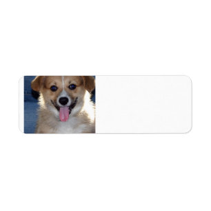 pembroke welsh corgi puppy.png