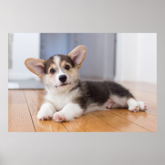 Pembroke Welsh Corgi Puppy Poster (Front)