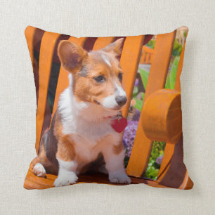 Pembroke Welsh Corgi puppy sitting in park bench Cushion