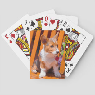 Pembroke Welsh Corgi puppy sitting in park bench Playing Cards