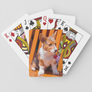 Pembroke Welsh Corgi puppy sitting in park bench Playing Cards