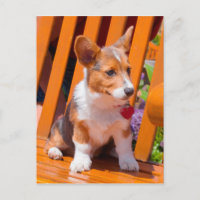 Pembroke Welsh Corgi puppy sitting in park bench