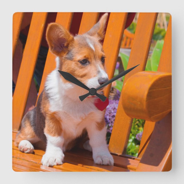 Pembroke Welsh Corgi puppy sitting in park bench Square Wall Clock (Front)