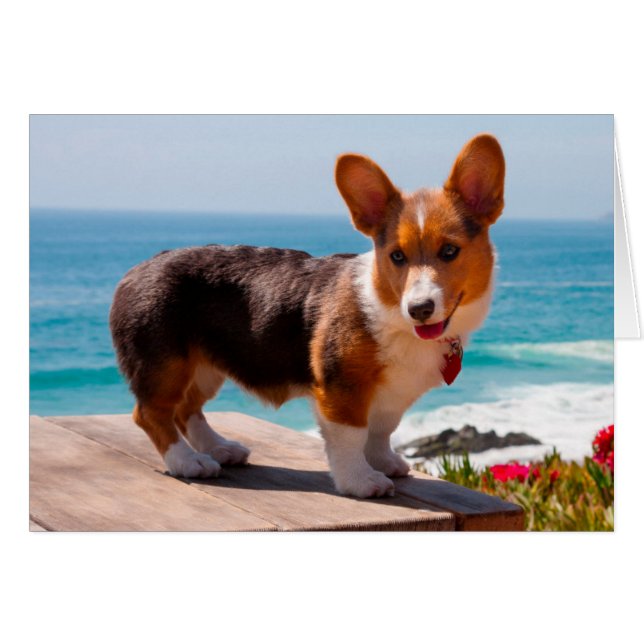 Pembroke Welsh Corgi puppy standing on table (Front Horizontal)
