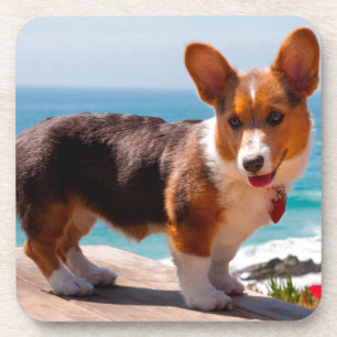 Pembroke Welsh Corgi puppy standing on table Coaster