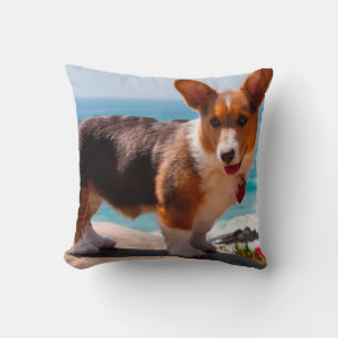 Pembroke Welsh Corgi puppy standing on table Cushion