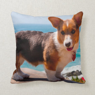 Pembroke Welsh Corgi puppy standing on table Cushion