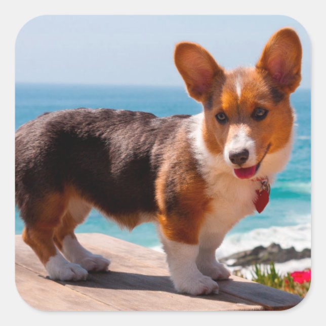 Pembroke Welsh Corgi puppy standing on table Square Sticker (Front)