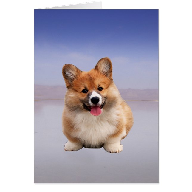 Pembroke Welsh Corgi Sitting On Beach (Front)