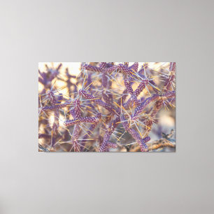Pencil Cholla Canvas Print
