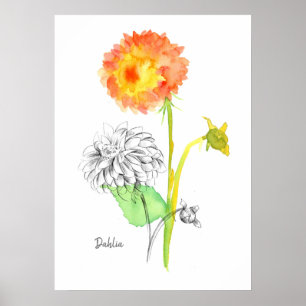 Pencil Flower Drawing Orange Dahlia Botanical Poster