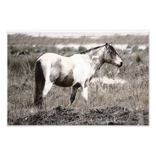 Pencile style Horse Photo Print
