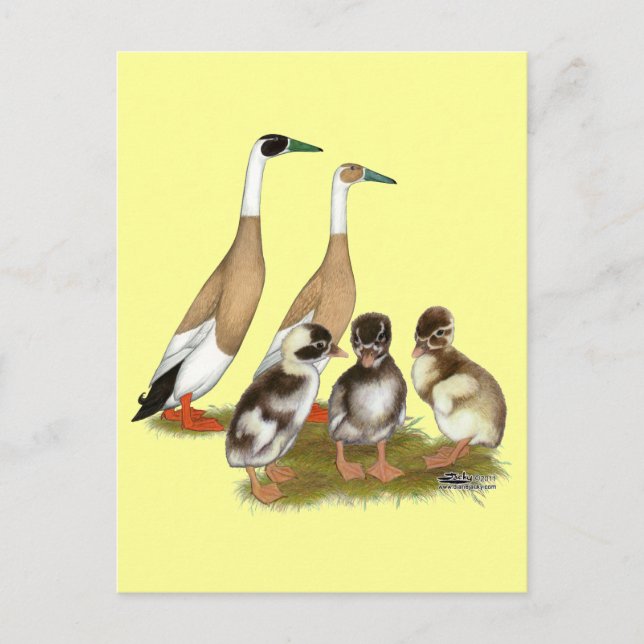 Penciled Runner Duck Family Postcard (Front)