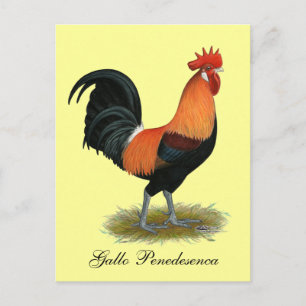 Penedesenca Rooster Postcard