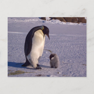 Penfinga with a baby piggy in Antarctica, photo. Postcard