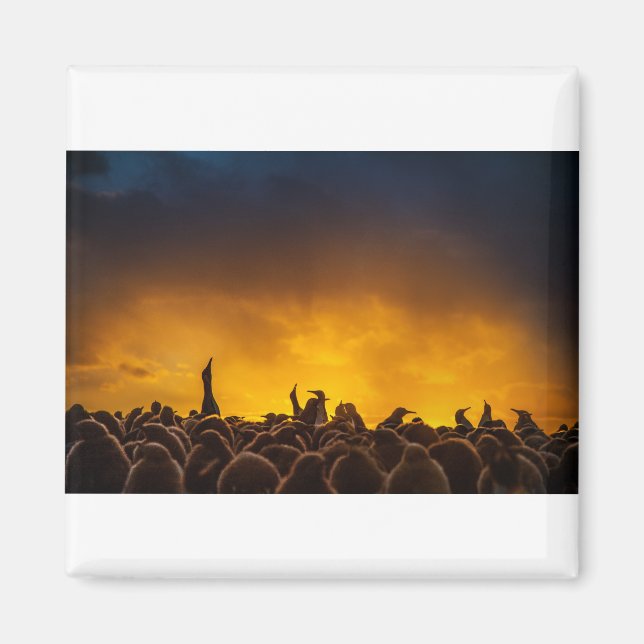 Pengiuns at Sunset Magnet (Front)