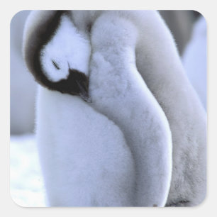 Penguin Antarctic Peninsula, Weddell Sea Square Sticker